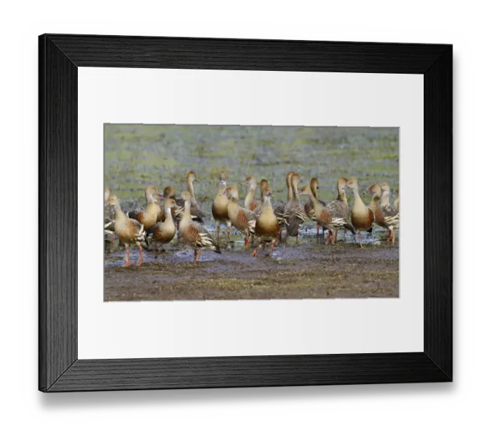 Framed Print : Plumed Whistling-duck (Dendrocygna eytoni) flock, roosting on mudflat, Hasties Swamp N. P Framed Print : Plumed Whistling-duck (Dendrocygna eytoni) flock, roosting on mudflat, Hasties Swamp N. P