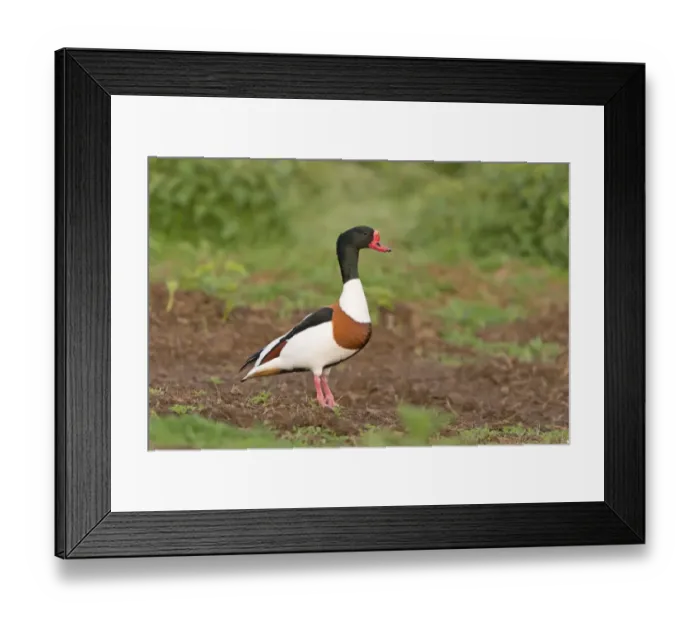 Framed Print : Common Shelduck (Tadorna tadorna) adult male, standing on soil in grassland, suitable habitat for nest burrow, Suffolk Framed Print : Common Shelduck (Tadorna tadorna) adult male, standing on soil in grassland, suitable habitat for nest burrow, Suffolk