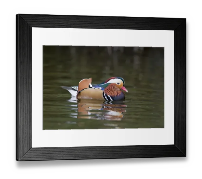 Framed Print : Mandarin Duck (Aix galericulata) introduced species, adult male, swimming, Pensthorpe Nature Reserve, Norfolk, England Framed Print : Mandarin Duck (Aix galericulata) introduced species, adult male, swimming, Pensthorpe Nature Reserve, Norfolk, England