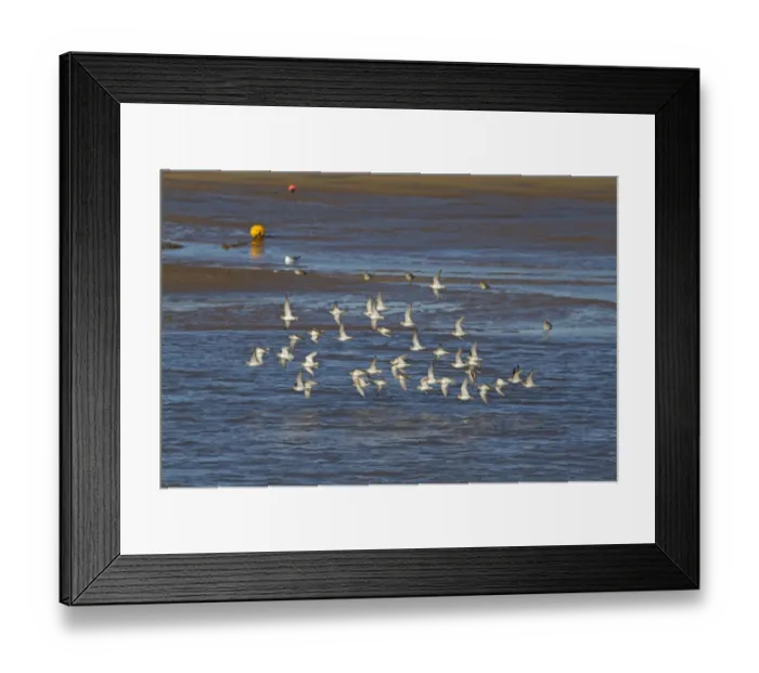 Framed Print : Dunlin (Calidris alpina) flock, in flight over tidal creek, Norfolk, England, February Framed Print : Dunlin (Calidris alpina) flock, in flight over tidal creek, Norfolk, England, February