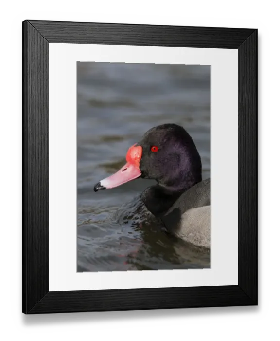 Framed Print : Rosy-billed Pochard (Netta peposaca) adult male, close-up of head, swimming, Pensthorpe Nature Reserve Framed Print : Rosy-billed Pochard (Netta peposaca) adult male, close-up of head, swimming, Pensthorpe Nature Reserve
