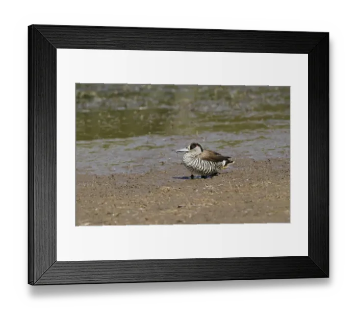 Framed Print : Pink-eared Duck (Malacorhynchus membranaceus) adult, standing on mudflat, Hasties Swamp N. P Framed Print : Pink-eared Duck (Malacorhynchus membranaceus) adult, standing on mudflat, Hasties Swamp N. P