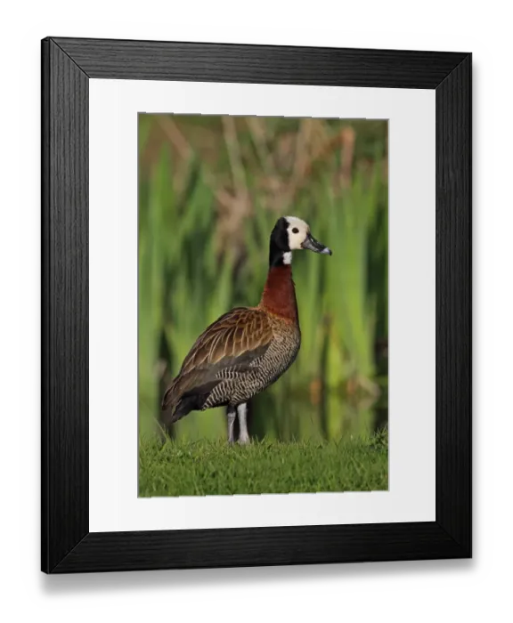 Framed Print : White-faced Whistling-duck (Dendrocygna viduata) adult, presumed escape from collection, standing on grass beside pond Framed Print : White-faced Whistling-duck (Dendrocygna viduata) adult, presumed escape from collection, standing on grass beside pond