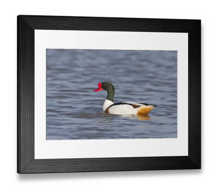 Framed Print : Common Shelduck (Tadorna tadorna) adult male, swimming, Suffolk, England, March Framed Print : Common Shelduck (Tadorna tadorna) adult male, swimming, Suffolk, England, March