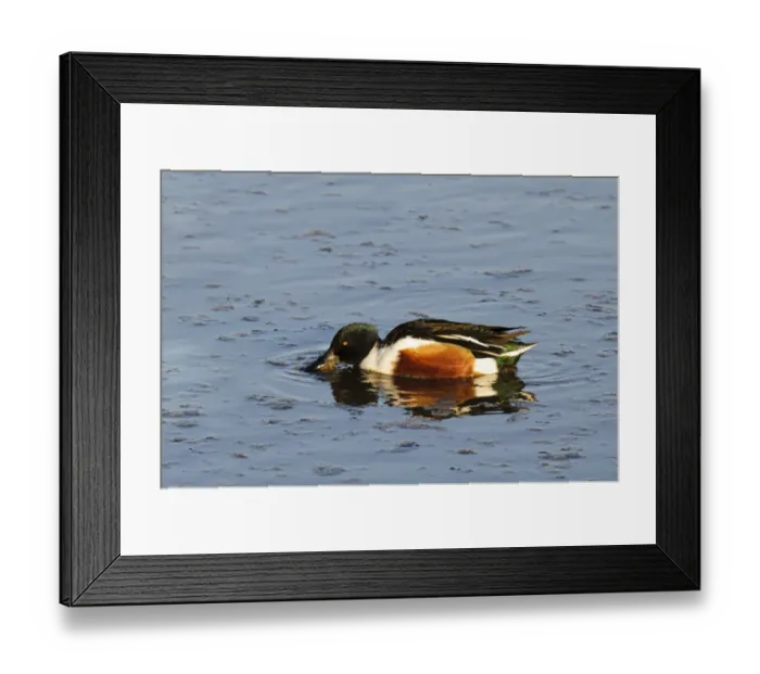 Framed Print : Northern Shoveler (Anas clypeata) adult male, filter feeding at surface of water, Titchwell Marsh RSPB Reserve