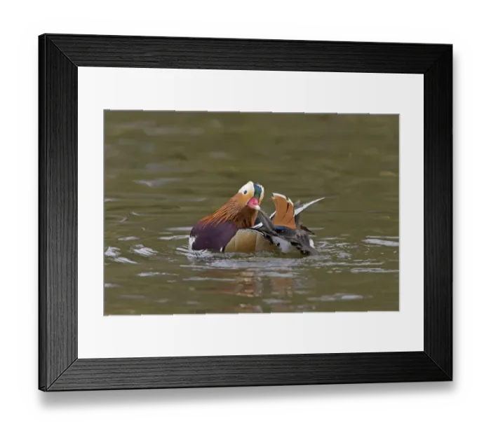 Framed Print : Mandarin Duck (Aix galericulata) introduced species, adult male, preening on water, Pensthorpe Nature Reserve, Norfolk