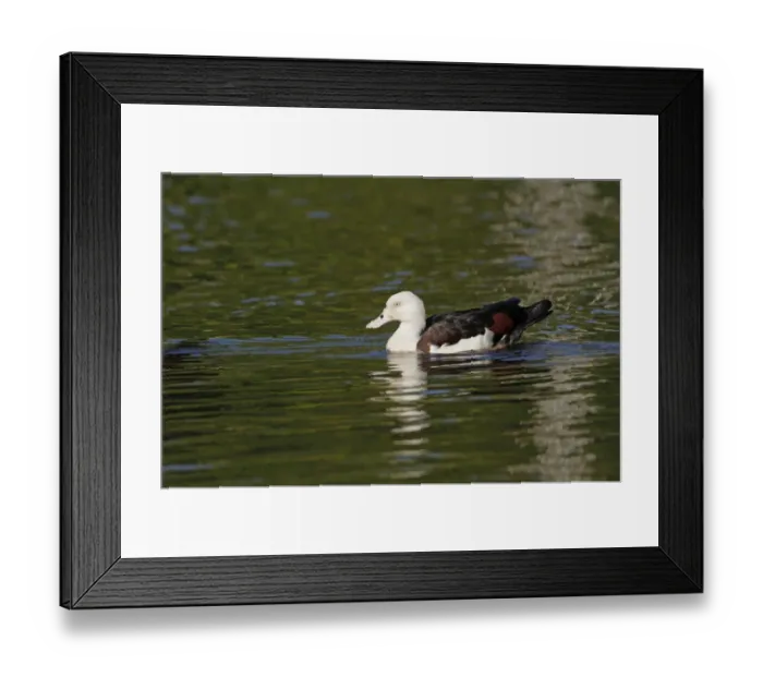 Framed Print : Radjah Shelduck (Tadorna radjah) adult, swimming on billabong, Cairns, Queensland, Australia, October Framed Print : Radjah Shelduck (Tadorna radjah) adult, swimming on billabong, Cairns, Queensland, Australia, October
