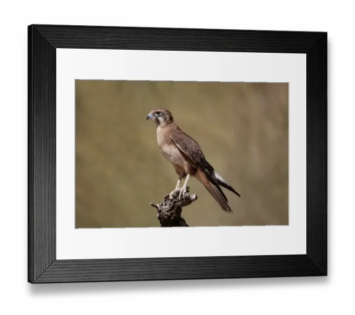 Framed Print : Brown Falcon (Falco berigora) adult, perched on log, Red Centre, Northern Territory, Australia, September Framed Print : Brown Falcon (Falco berigora) adult, perched on log, Red Centre, Northern Territory, Australia, September