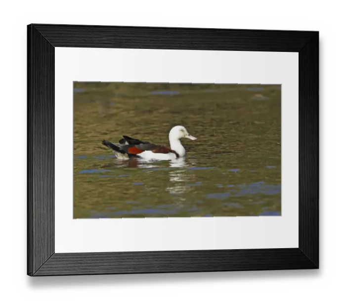 Framed Print : Radjah Shelduck (Tadorna radjah) adult, swimming on billabong, Cairns, Queensland, Australia, October Framed Print : Radjah Shelduck (Tadorna radjah) adult, swimming on billabong, Cairns, Queensland, Australia, October