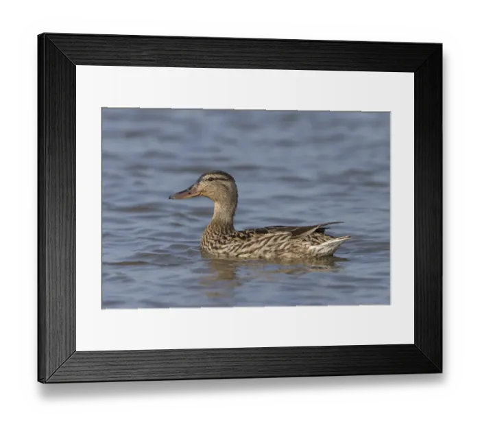 Framed Print : Mallard Duck (Anas platyrhynchos) adult female, swimming, Suffolk, England, February Framed Print : Mallard Duck (Anas platyrhynchos) adult female, swimming, Suffolk, England, February