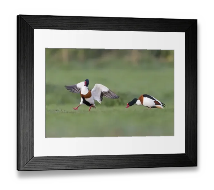 Framed Print : Common Shelduck (Tadorna tadorna) two adult males, chasing rival on grass field, Suffolk, England, April Framed Print : Common Shelduck (Tadorna tadorna) two adult males, chasing rival on grass field, Suffolk, England, April