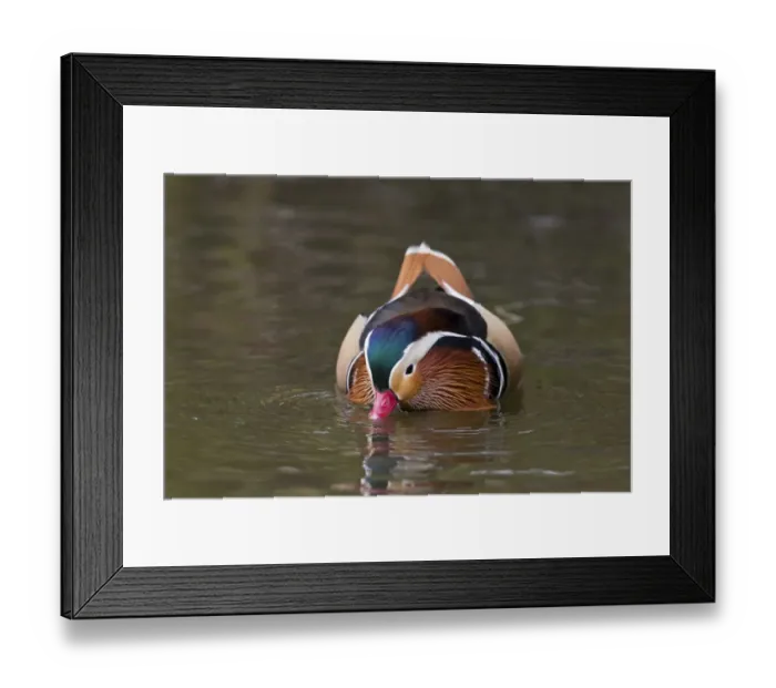 Framed Print : Mandarin Duck (Aix galericulata) introduced species, adult male, swimming, feeding by dabbling Framed Print : Mandarin Duck (Aix galericulata) introduced species, adult male, swimming, feeding by dabbling