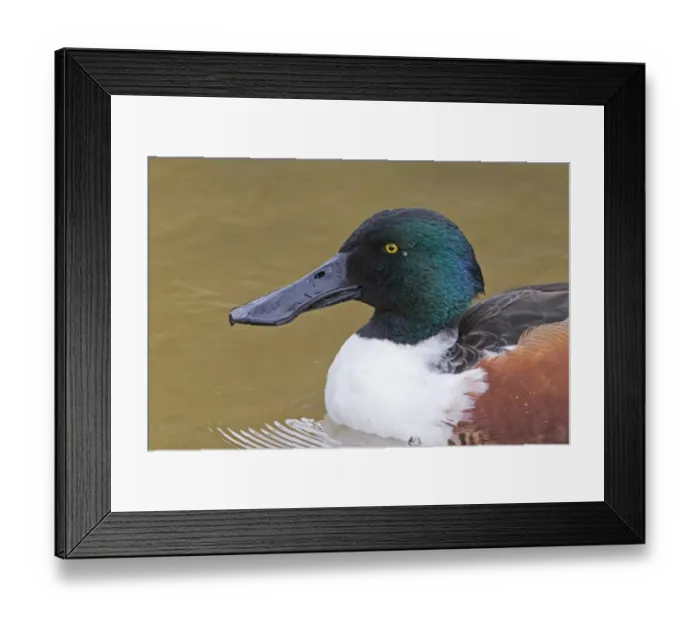 Framed Print : Northern Shoveler (Anas clypeata) adult male, close-up of head, swimming, Pensthorpe Nature Reserve, Norfolk, England Framed Print : Northern Shoveler (Anas clypeata) adult male, close-up of head, swimming, Pensthorpe Nature Reserve, Norfolk, England