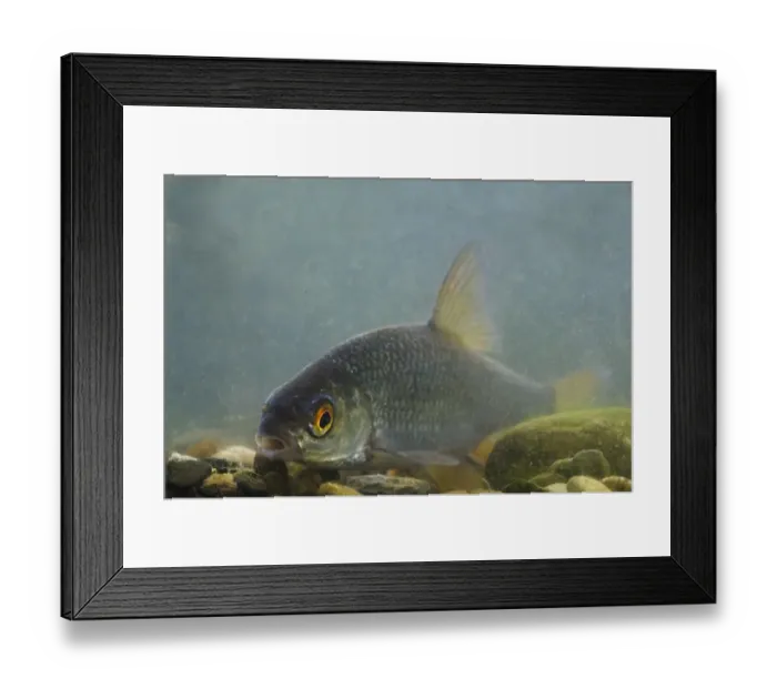 Framed Print : Roach (Rutilus rutilus) adult, resting on gravel in tank, England, May Framed Print : Roach (Rutilus rutilus) adult, resting on gravel in tank, England, May
