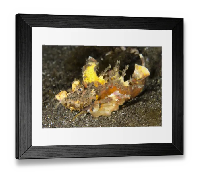 Framed Print : Spiny Devilfish (Inimicus didactylus) adult, with spines erect, walking with modified pectoral fins on sand Framed Print : Spiny Devilfish (Inimicus didactylus) adult, with spines erect, walking with modified pectoral fins on sand