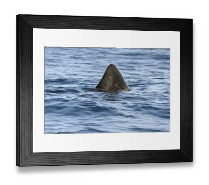 Framed Print : Basking Shark (Cetorhinus maximus) adult, dorsal fin at surface of water, St. Kilda, Outer Hebrides, Scotland, July Framed Print : Basking Shark (Cetorhinus maximus) adult, dorsal fin at surface of water, St. Kilda, Outer Hebrides, Scotland, July