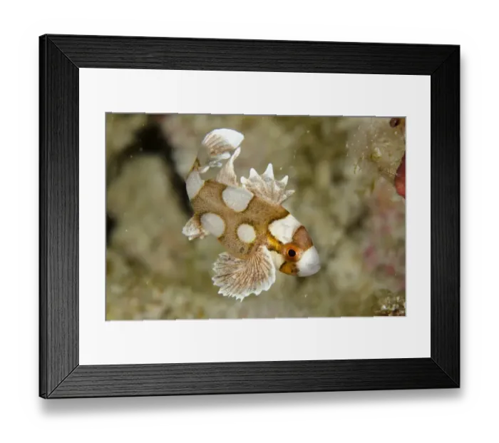 Framed Print : Many-spotted Sweetlips (Plectorhinchus chaetodonoides) juvenile, swimming, Rinca Island, Komodo N. P Framed Print : Many-spotted Sweetlips (Plectorhinchus chaetodonoides) juvenile, swimming, Rinca Island, Komodo N. P