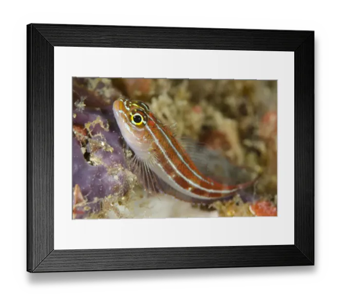 Framed Print : Striped Triplefin (Helcogramma striatum) adult, resting, Horseshoe Bay, Nusa Kode, Rinca Island, Komodo N. P