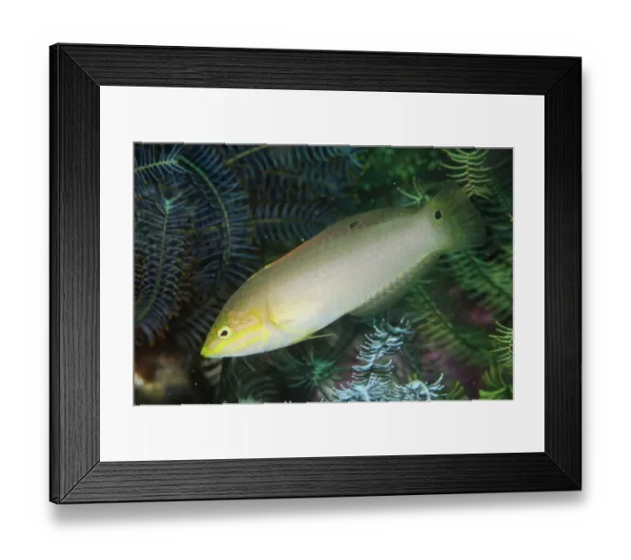 Framed Print : Green Wrasse (Halichoeres solorensis) adult, swimming, Gili Mota Island, between Rinca and Flores Islands, Komodo N. P Framed Print : Green Wrasse (Halichoeres solorensis) adult, swimming, Gili Mota Island, between Rinca and Flores Islands, Komodo N. P