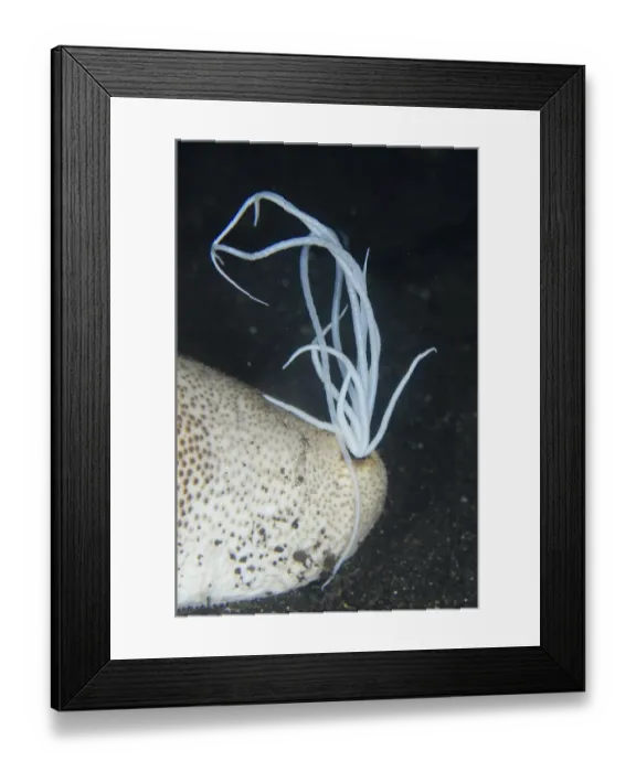 Framed Print : Brown Sandfish Sea Cucumber (Bohadschia vitiensis) adult, extruding white sticky cuivierian tubules in defensive Framed Print : Brown Sandfish Sea Cucumber (Bohadschia vitiensis) adult, extruding white sticky cuivierian tubules in defensive