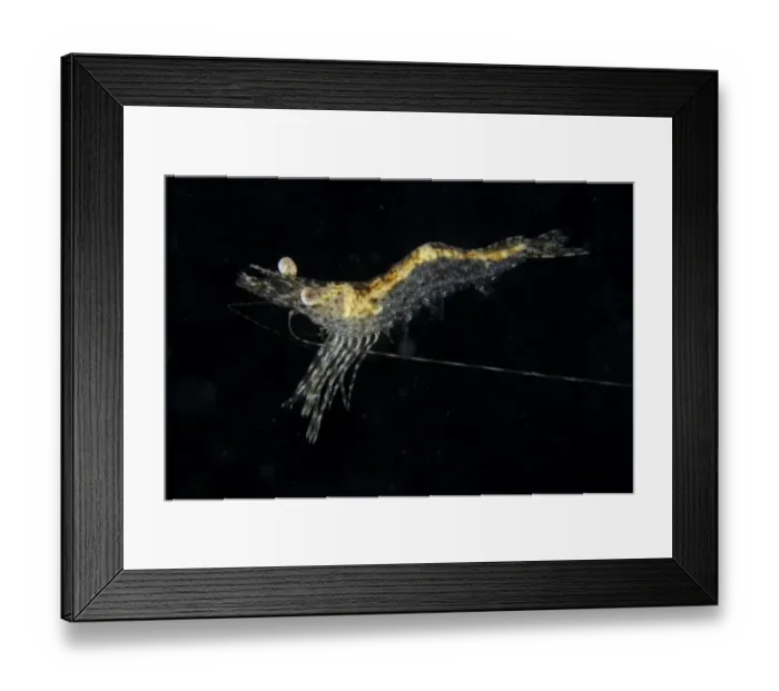 Framed Print : Longarm Prawn (Heteropenaeus longimanus) adult, free-swimming, Rinca Island, Komodo N. P