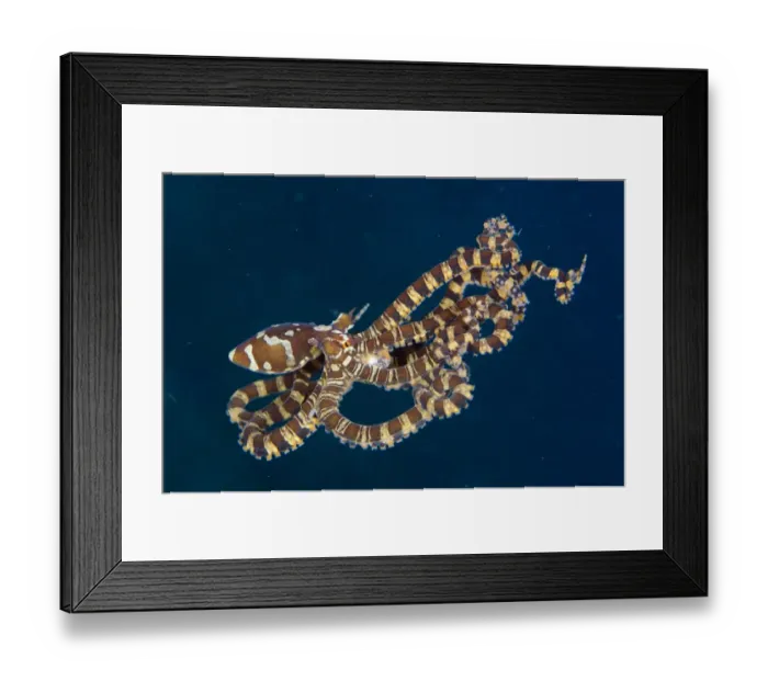 Framed Print : Wonderpus Octopus (Wunderpus photogenicus) adult, free-swimming, Lembeh Straits, Sulawesi, Sunda Islands, Indonesia Framed Print : Wonderpus Octopus (Wunderpus photogenicus) adult, free-swimming, Lembeh Straits, Sulawesi, Sunda Islands, Indonesia