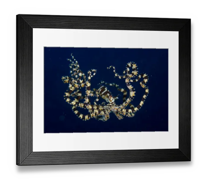 Framed Print : Wonderpus Octopus (Wunderpus photogenicus) adult, free-swimming, Lembeh Straits, Sulawesi, Sunda Islands, Indonesia Framed Print : Wonderpus Octopus (Wunderpus photogenicus) adult, free-swimming, Lembeh Straits, Sulawesi, Sunda Islands, Indonesia