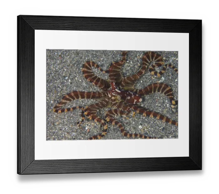 Framed Print : Wonderpus Octopus (Wunderpus photogenicus) adult, on sand, Lembeh Straits, Sulawesi, Sunda Islands, Indonesia, February Framed Print : Wonderpus Octopus (Wunderpus photogenicus) adult, on sand, Lembeh Straits, Sulawesi, Sunda Islands, Indonesia, February