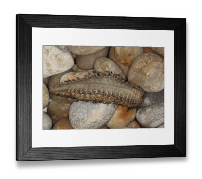 Framed Print : Sea-mouse (Aphrodita aculeata) adult, washed up on shingle beach, Chesil Beach, Dorset, England, February Framed Print : Sea-mouse (Aphrodita aculeata) adult, washed up on shingle beach, Chesil Beach, Dorset, England, February