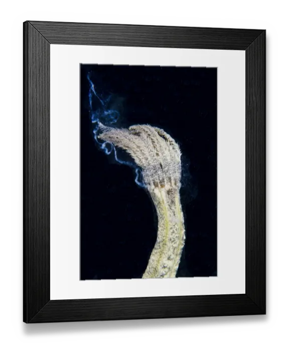 Framed Print : Spotted Worm Sea Cucumber (Synapta maculata) adult, releasing sperm, Lembeh Straits, Sulawesi, Sunda Islands Framed Print : Spotted Worm Sea Cucumber (Synapta maculata) adult, releasing sperm, Lembeh Straits, Sulawesi, Sunda Islands