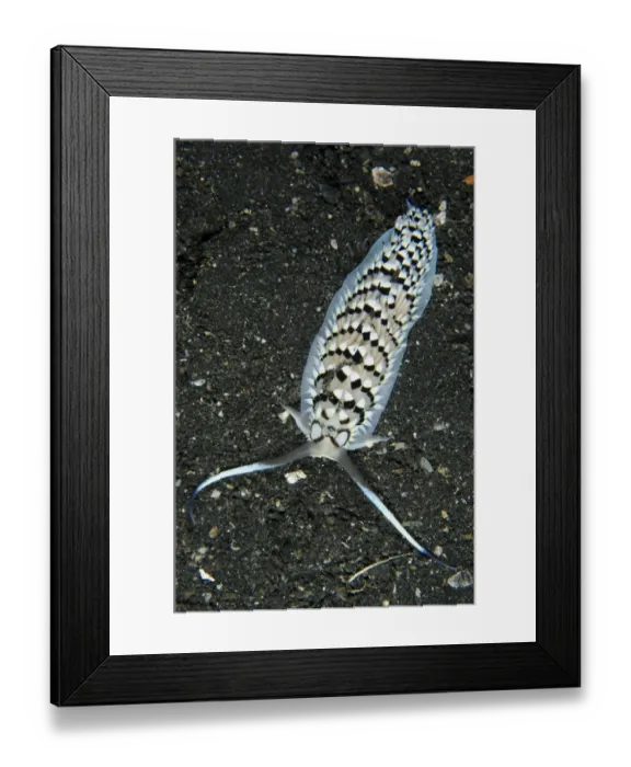 Framed Print : Black-banded Cerberilla Nudibranch (Cerberilla annulata) adult, on black sand, Lembeh Straits, Sulawesi, Sunda Islands Framed Print : Black-banded Cerberilla Nudibranch (Cerberilla annulata) adult, on black sand, Lembeh Straits, Sulawesi, Sunda Islands