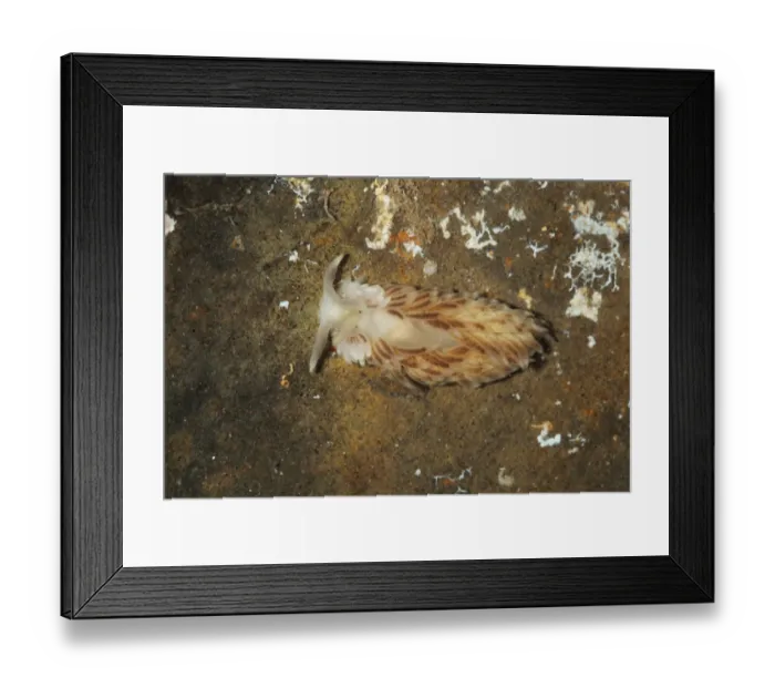 Framed Print : Seaslug (Aeolidiella alderi) adult, Kimmeridge, Isle of Purbeck, Dorset, England, March (captive) Framed Print : Seaslug (Aeolidiella alderi) adult, Kimmeridge, Isle of Purbeck, Dorset, England, March (captive)