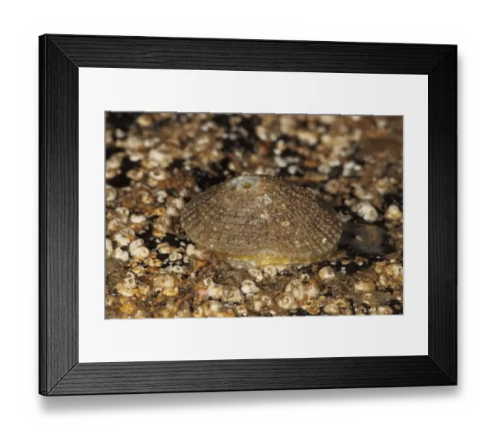 Framed Print : Greek Keyhole Limpet (Diodora graeca) adult, under rock on beach, Kimmeridge, Isle of Purbeck, Dorset, England, March Framed Print : Greek Keyhole Limpet (Diodora graeca) adult, under rock on beach, Kimmeridge, Isle of Purbeck, Dorset, England, March