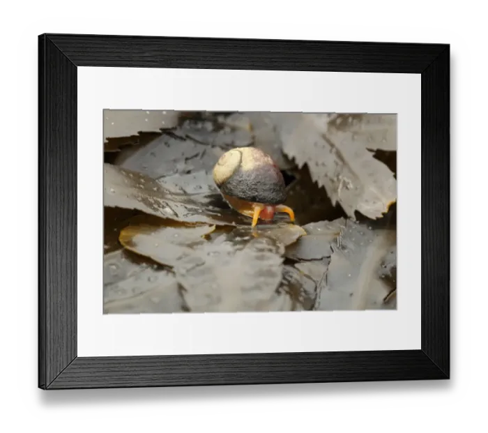 Framed Print : Flat Periwinkle (Littorina obtusata) adult, on wrack fronds, Kimmeridge, Isle of Purbeck, Dorset, England, March