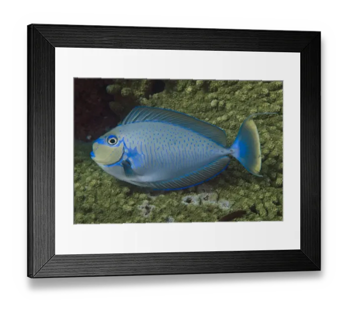 Framed Print : Bignose Unicornfish (Naso vlamingii) adult, swimming, between Komodo and Flores Islands, Komodo N. P Framed Print : Bignose Unicornfish (Naso vlamingii) adult, swimming, between Komodo and Flores Islands, Komodo N. P