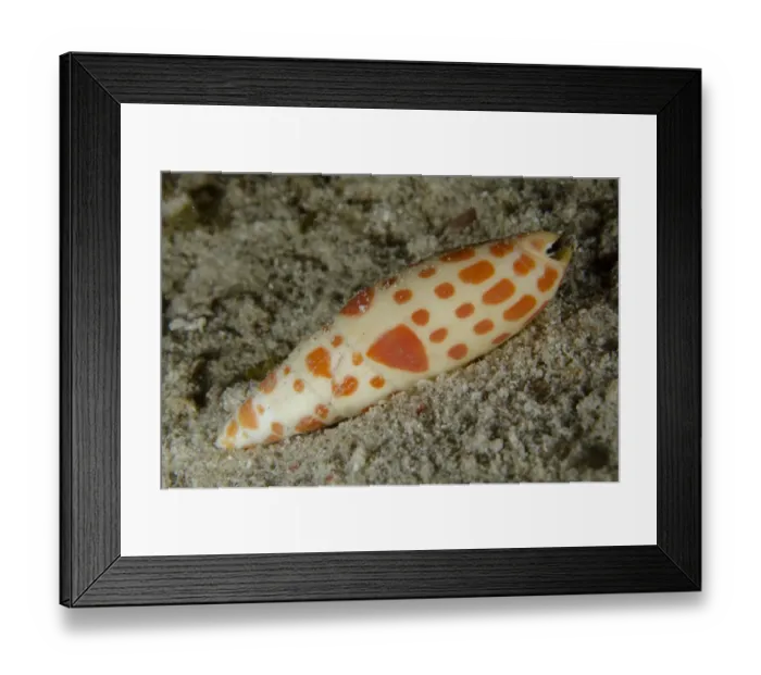 Framed Print : Orange-spotted Mitre (Mitra mitra) adult, on sand, Padar Island, Komodo N. P. Lesser Sunda Islands, Indonesia, March Framed Print : Orange-spotted Mitre (Mitra mitra) adult, on sand, Padar Island, Komodo N. P. Lesser Sunda Islands, Indonesia, March