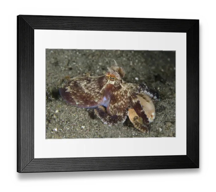 Framed Print : Veined Octopus (Amphioctopus marginatus) adult, with shell held in tentacles, Horseshoe Bay, Nusa Kode, Rinca Island Framed Print : Veined Octopus (Amphioctopus marginatus) adult, with shell held in tentacles, Horseshoe Bay, Nusa Kode, Rinca Island