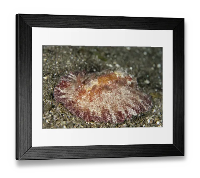 Framed Print : Schmeltz Discodoris Nudibranch (Discodoris schmeltziana) adult, crawling on sand, Horseshoe Bay, Nusa Kode Framed Print : Schmeltz Discodoris Nudibranch (Discodoris schmeltziana) adult, crawling on sand, Horseshoe Bay, Nusa Kode