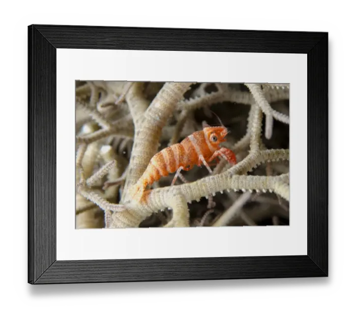 Framed Print : Basket Star Shrimp (Periclimenes lanipes) adult, in Giant Basket Star (Astroba nuda) at night, Horseshoe Bay Framed Print : Basket Star Shrimp (Periclimenes lanipes) adult, in Giant Basket Star (Astroba nuda) at night, Horseshoe Bay