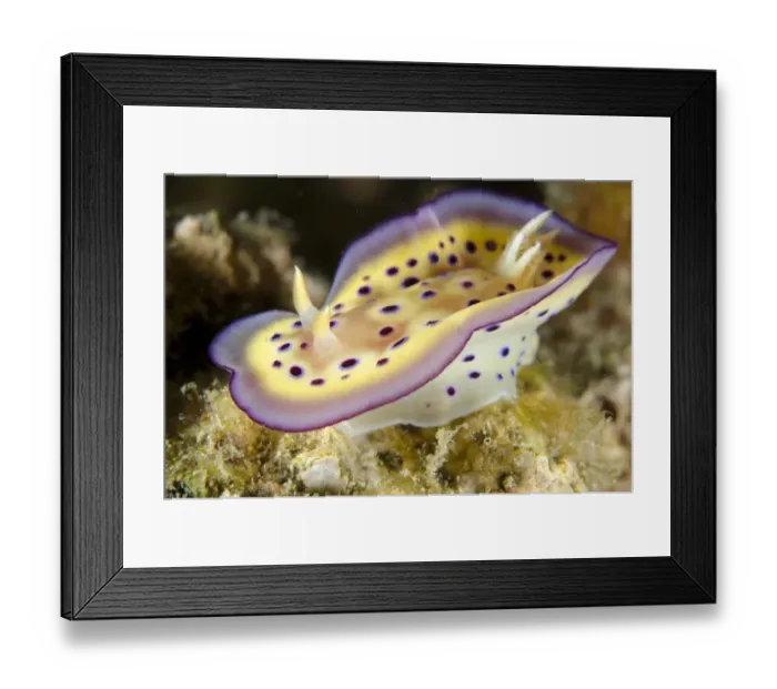 Framed Print : Kunes Chromodoris Seaslug (Goniobranchus kuniei) adult, mantle flapping behaviour, Rinca Island, Komodo N. P Framed Print : Kunes Chromodoris Seaslug (Goniobranchus kuniei) adult, mantle flapping behaviour, Rinca Island, Komodo N. P