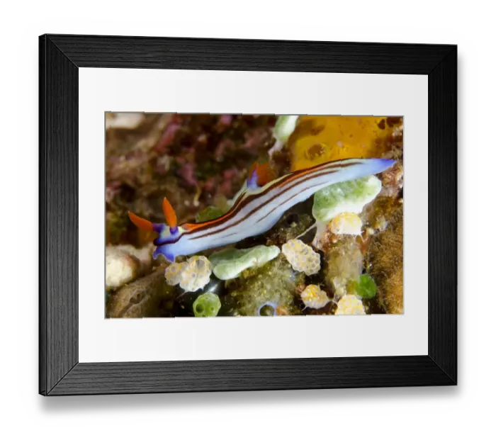 Framed Print : Purple-lined Nembrotha Seaslug (Nembrotha purpureolineata) adult, Tatawa Besar Island, near Komodo Island, Komodo N. P Framed Print : Purple-lined Nembrotha Seaslug (Nembrotha purpureolineata) adult, Tatawa Besar Island, near Komodo Island, Komodo N. P