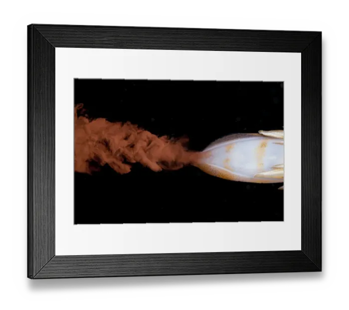Framed Print : Bigfin Reef Squid (Sepioteuthis lessoniana) adult, ejecting ink at night, Lembeh Straits, Sulawesi, Sunda Islands Framed Print : Bigfin Reef Squid (Sepioteuthis lessoniana) adult, ejecting ink at night, Lembeh Straits, Sulawesi, Sunda Islands