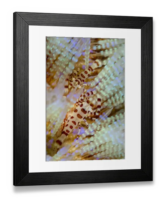 Framed Print : Colemans Shrimp (Periclimenes colemani) two adults, in Fire Urchin (Asthenosoma varium), Horseshoe Bay, Nusa Kode Framed Print : Colemans Shrimp (Periclimenes colemani) two adults, in Fire Urchin (Asthenosoma varium), Horseshoe Bay, Nusa Kode