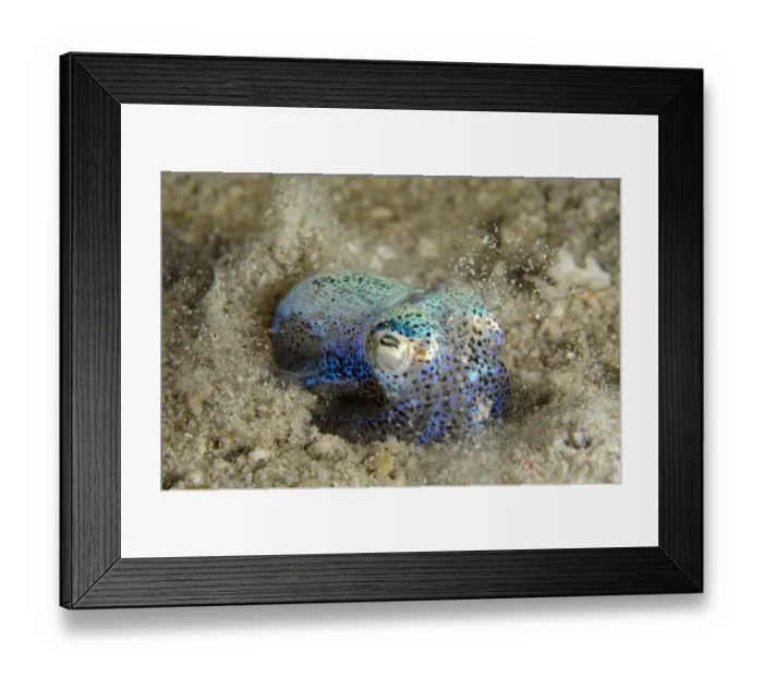 Framed Print : Berrys Bobtail Squid (Euprymna berryi) adult, burying in sand, Padar Island, Komodo N. P