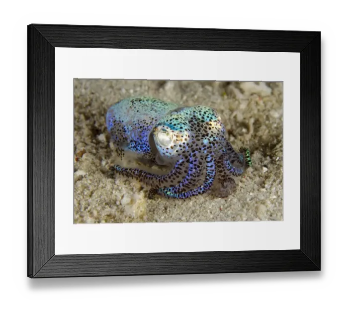 Framed Print : Berrys Bobtail Squid (Euprymna berryi) adult, resting on sand, Padar Island, Komodo N. P Framed Print : Berrys Bobtail Squid (Euprymna berryi) adult, resting on sand, Padar Island, Komodo N. P