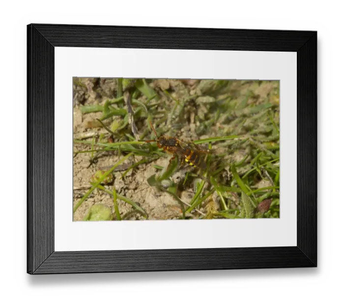 Framed Print : Nomad Bee (Nomada lathburiana) adult, Dungeness RSPB Reserve, Kent, England, April