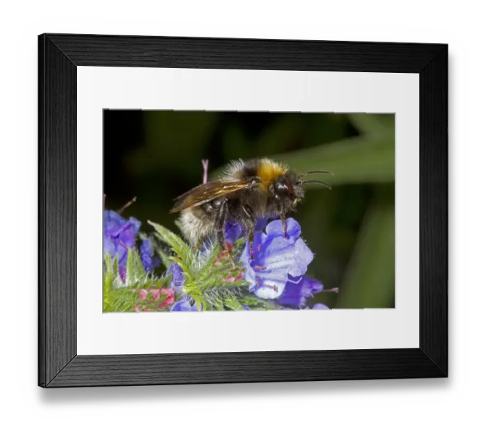 Framed Print : Barbuts Cuckoo Bumblebee (Bombus barbutellus) adult female, feeding on Vipers Bugloss (Echium vulgare) flowers Framed Print : Barbuts Cuckoo Bumblebee (Bombus barbutellus) adult female, feeding on Vipers Bugloss (Echium vulgare) flowers