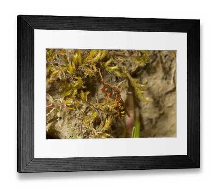 Framed Print : Nomad Bee (Nomada lathburiana) adult, Dungeness RSPB Reserve, Kent, England, April Framed Print : Nomad Bee (Nomada lathburiana) adult, Dungeness RSPB Reserve, Kent, England, April