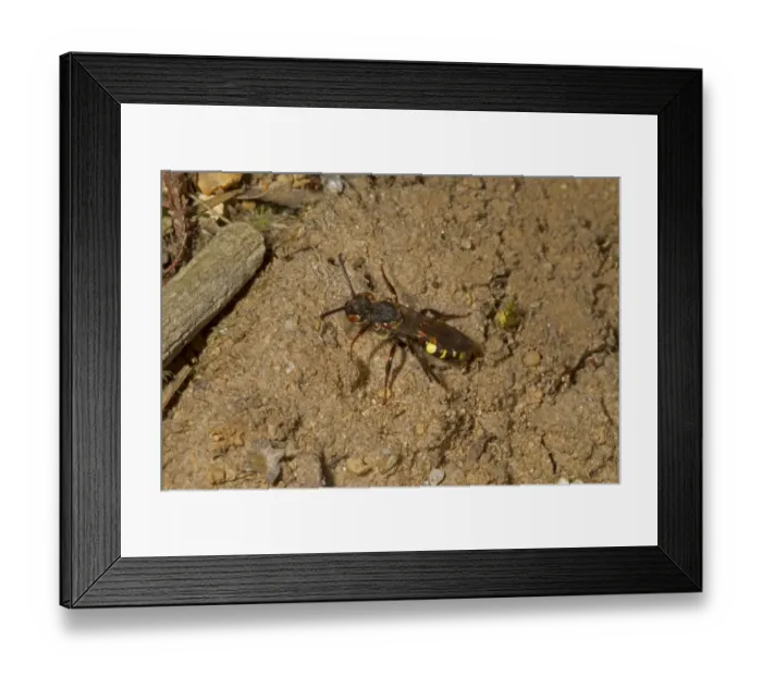 Framed Print : Nomad Bee (Nomada leucophthalma) adult, Norfolk, England, April