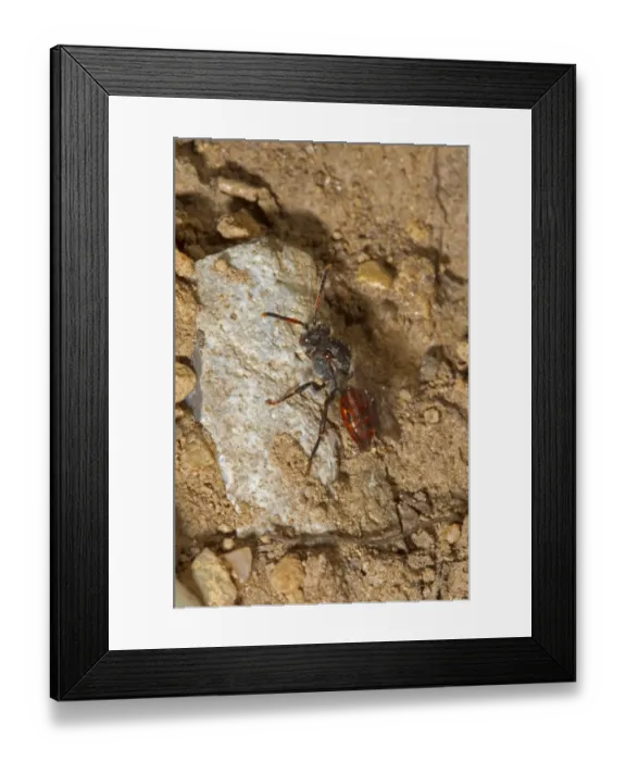 Framed Print : Fabricius Nomad Bee (Nomada fabriciana) adult, Norfolk, England, April Framed Print : Fabricius Nomad Bee (Nomada fabriciana) adult, Norfolk, England, April